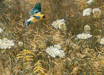 500 Piece Jigsaw Puzzle - Queen Anne's Lace and American Goldfinch | Cobble Hill