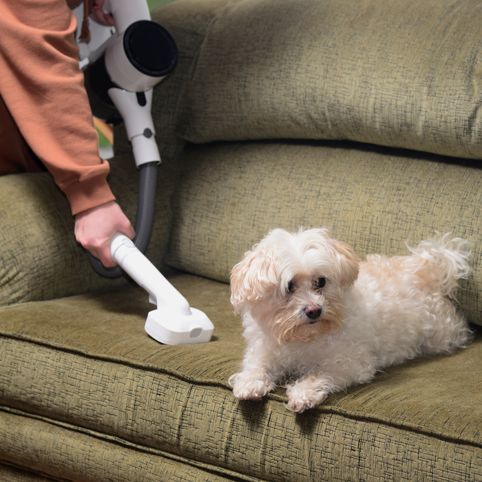 EdenPURE Bio SpeedCLEAN VX300 pet brush attachment used to clean pet hair from green fabric couch with small dog nearby
