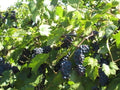 Assorted Gifts - Grape Vine - Somerset