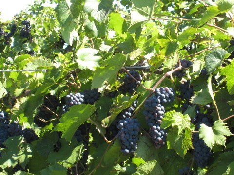 Assorted Gifts - Grape Vine - Somerset