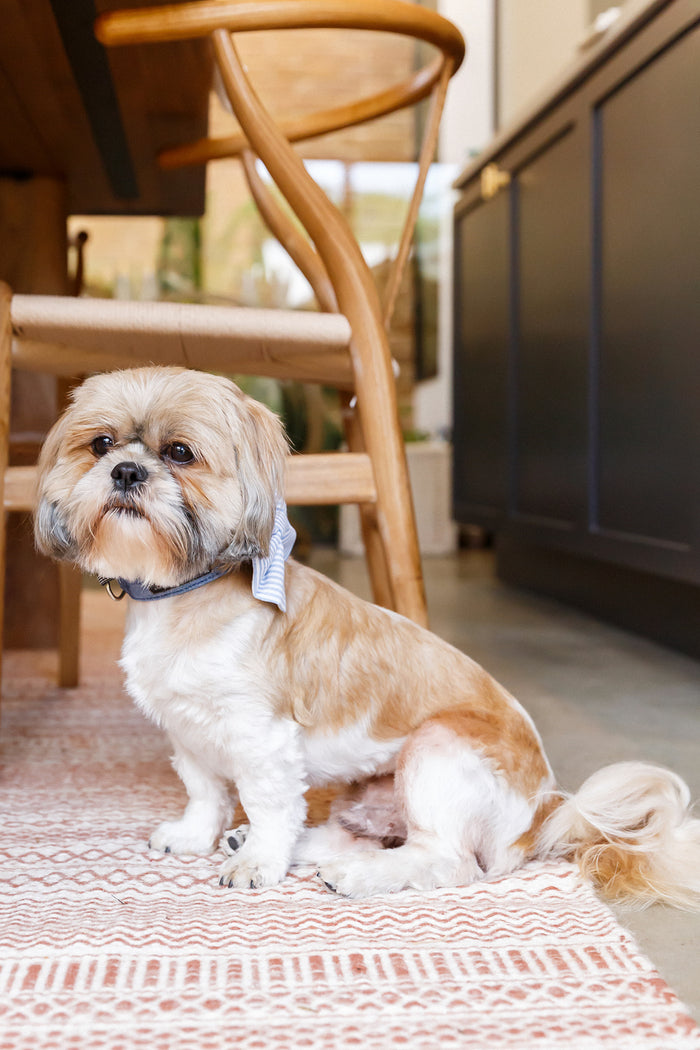 Keep it Simple Fall Dog Bandana
