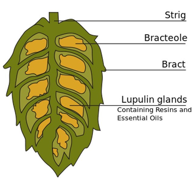 All-Grain Ingredient Kits - Rock Steady IPA - All Grain Kit