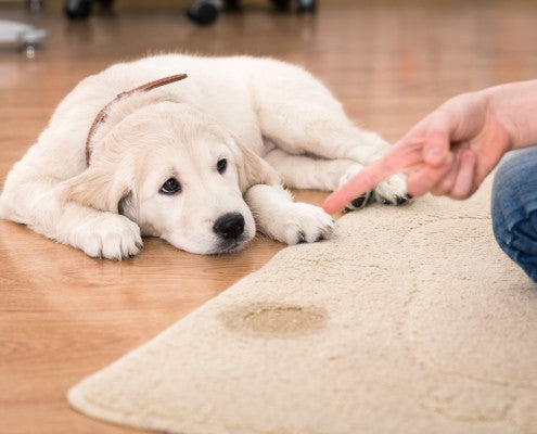 Yellow Labrador puppy lying on wooden floor near carpet with visible stain and person pointing at stain